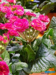 Primula-POLYANNA-‘Flame’_zloty medal w konkursie nowosci-w-kategorii-RoslinyKwitnaceWiosna_IPM Essen2023_fot. A. Cecot