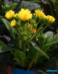 Primula-POLYANNA-‘Sunny Yellow’_zloty medal w konkursie nowosci-w-kategorii-RoslinyKwitnaceWiosna_IPM Essen2023_fot. A. Cecot
