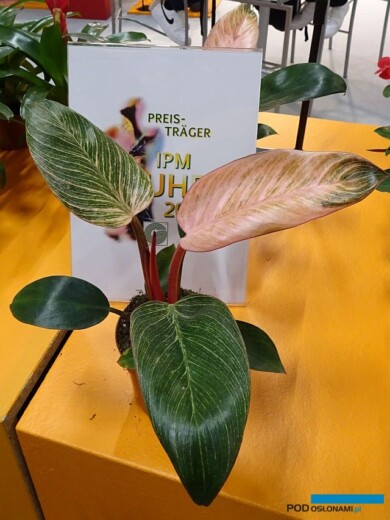 Philodendron erubescens ‘Pink Bikini_zloty medal w konkursie nowosci-w-kategorii-RoslinyDoniczkoweZielone_IPM Essen2023_fot. A. Cecot