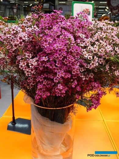 Chamelaucium - odmiany z grupy (serii) Ever Flowering Wax, fot. A. Cecot