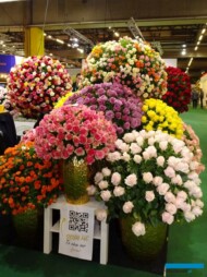 Róże z kenijskiej firmy Dave Flowers_TradeFairAalsmeer2022_fot.A-Cecot