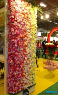 Roze z Etiopii_ Holla Roses_TradeFairAalsmeer2022_m_fot.-A.Cecot