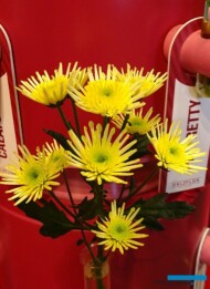 chryzantema_MaradonaYellow_Deliflor_TradeFairAalsmeer2022_fot.A-Cecot