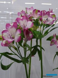 Alstroemeria-Brigitte_TradeFairAalsmeer2022_fot.A-Cecot
