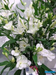 Alstroemeria-CharmeliaBlanca_TradeFairAalsmeer2022_fot.A-Cecot