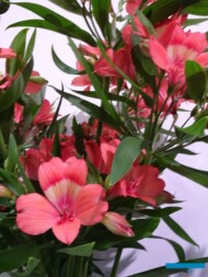 Alstroemeria-Intenz Salmon_TradeFairAalsmeer2022_fot.A-Cecot