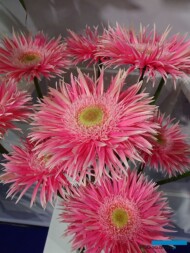Gerbera Fireworx Crossette _TradeFairAalsmeer2022_fot.A-Cecot