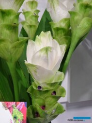 Kurkuma Siam Spirit_TradeFairAalsmeer2022_fot.A-Cecot