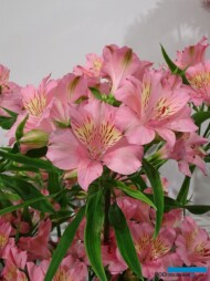 Alstroemeria-Stephanie_TradeFairAalsmeer2022_fot.A-Cecot