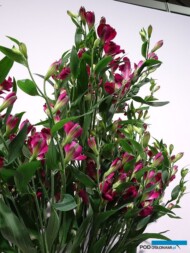 Alstroemeria-Charmelia Purplex_TradeFairAalsmeer2022_fot.A-Cecot