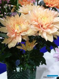 chryzantema__KalimbaSalmon_TradeFairAalsmeer2022_fot.A-Cecot