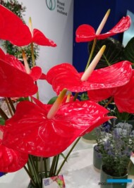 Anturium Rambla_TradeFairAalsmeer2022_fot.A-Cecot