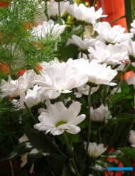 chryzantema_Ilonka-DummenOrange_TradeFairAalsmeer2022_fot.A-Cecot