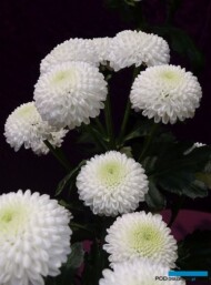 chryzantema_Newton_Deliflor_TradeFairAalsmeer2022_fot.A-Cecot