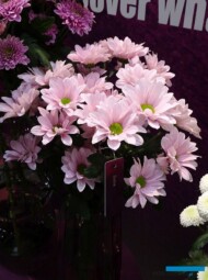 chryzantema_Babe_Deliflor__Zentoo__TradeFairAalsmeer2022_fot.A-Cecot