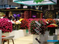 Prezentacja roz firmy hodowlanej Nirp International _TradeFairAalsmeer2022__fot. A-Cecot