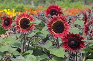 Helianthus annuus Desire Red_GoldMedal2024_fot. Fleuroselect