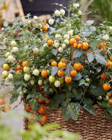 Lycopersicum esculentum Tiny Temptations F1 Orange_GoldMedal2024_fot. Fleuroselect