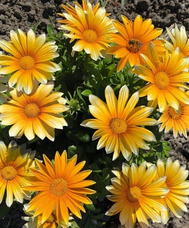 Gazania rigens F1 Zany Sunny-Side Up_FeuroselectGoldMedal2024