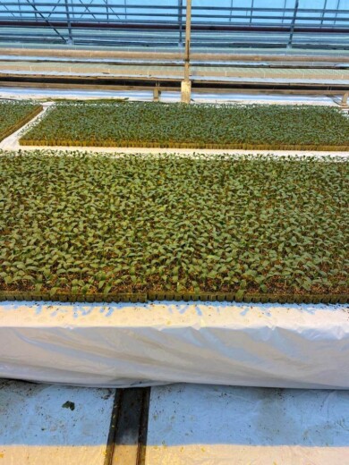 Wyrównane, krępe siewki ogórka (odmiana Mestana RZ), tuż przed pikowaniem w kostki rozsadowe (fot. W. Wasiak)