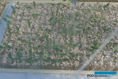 Niewyrównane siewki ogórka, lepsze wyrównanie wschodów można uzyskać po namoczeniu nasion ogórka na 12 godzin przed umieszczeniem w podłożu (fot. A. Wize)