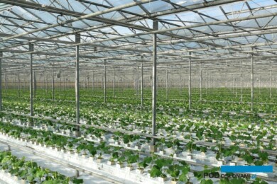 Rośliny ogórka po ustawieniu na matach uprawowych (rozsada od profesjonalnego producenta, fot. A. Wize)