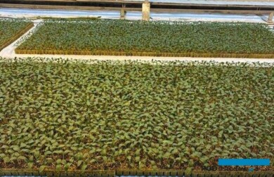 Wyrównane, krępe siewki ogórka (odmiana Mestana RZ), tuż przed pikowaniem w kostki rozsadowe