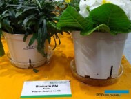 Doniczka Bioform 6M (z celulozy) po kilkumiesięcznym okresie uprawy_fot. A. Cecot