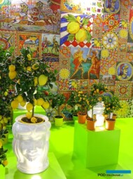 Vivaio La Palmara_rośliny cytrusowe w doniczkach_Myplant Garden 2023_fot. A. Cecot