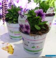 Petunia_Top-tunia_Gruppo Padana_Myplant & Garden 2023_fot. A. Cecot