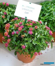 Lantana-Lantastic__Gruppo Padana-_Myplant & Garden 2023_fot. A. Cecot