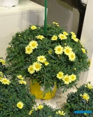 Argyrantema Giada Daisy_Gruppo Padana-_Myplant & Garden 2023_fot. A. Cecot