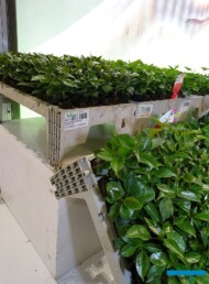 Gruppo Padana-ukorzenione sadzonki Mandavilla_Sundaville_Myplant Garden 2023_fot. A. Cecot