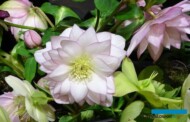 Innowacyjne mieszańce ciemiernika (Helleborus) były jednymi z ciekawszych propozycji wystawców targów IPM Essen 2023, które odbyły się pod koniec stycznia (fot. A. Cecot)