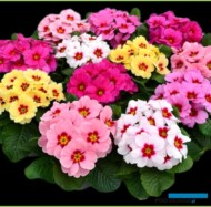 Primula RAESberry Mix_fot. Rudy Raes Bloemzaden