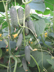 Ogórek brodawkowy Bjorn