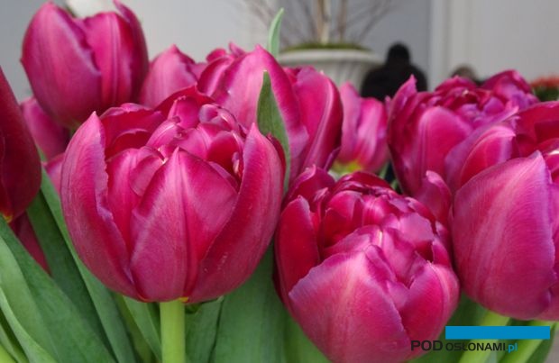 Wystawa Tulipanów w Wilanowie, która odbędzie się 25 i 26 marca, jak zwykle będzie miejscem prezentacji różnorodnych odmian tulipanów - kwiatów polskiej produkcji (fot. A. Cecot)