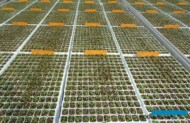 Produkcja siewek w firmie Rudy Raes Bloemzaden (fot. A. Cecot)