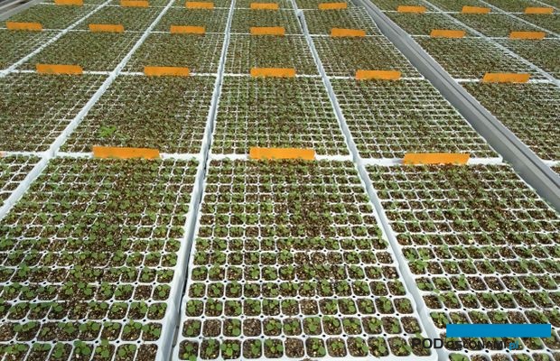 Produkcja siewek w firmie Rudy Raes Bloemzaden (fot. A. Cecot)