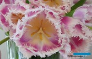 Tulipan_Hawaii_Wystawa Tulipanów w Wilanowie 2023_O_fot. A-Cecot