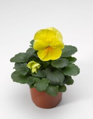 Bratek Delta® Pro Clear Lemon