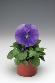 Bratek Delta Pro® Clear Light Blue