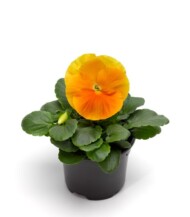 Bratek Delta Pro Clear Orange