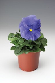 Bratek Delta Pro® Clear True Blue