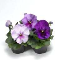 Bratki Delta® Pro Lavender Blue Shades