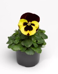 Bratek Delta® Pro Yellow With Red Wing