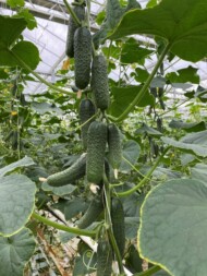 Ogórek brodawkowy Erlend