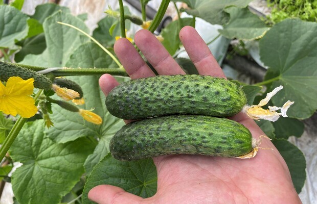 Ogórek brodawkowy Erlend