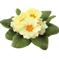 Primula Rambo Mid Lemon Cream, fot. Rudy Raes Bloemzaden