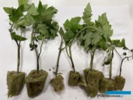 Fot. 6. Objawy silnego porażenia przez Didymella lyopersici (infekcje wtórne i pierwotne) oraz P. infestans